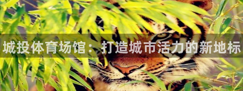 尊龙传奇英文怎么写：城投体育场馆：打造城市活力的新地标