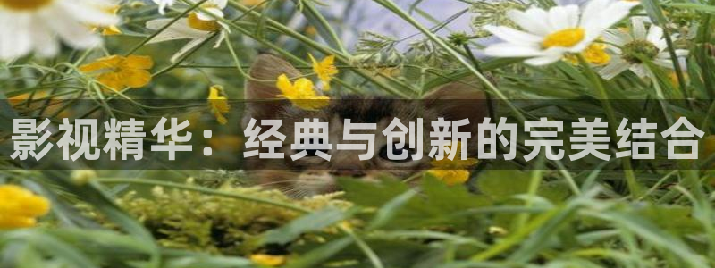 丫丫4480